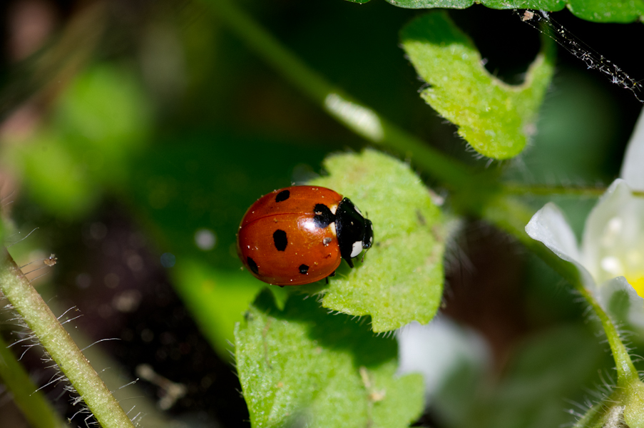 Ladybird