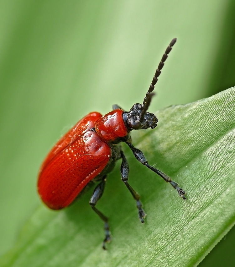 Трещалка лилейная Lilioceris lilii