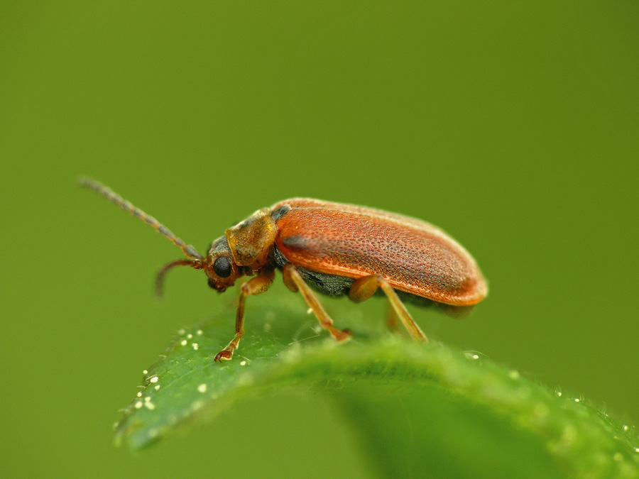 Листоед Galerucella lineola