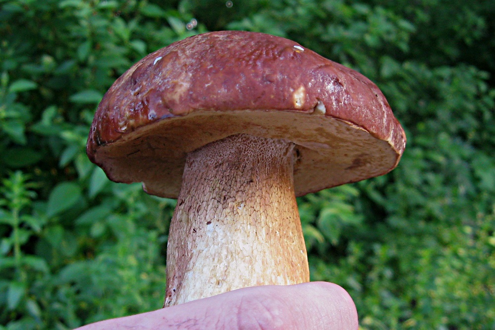 Первый белый - Boletus edulis