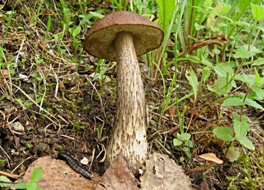 Подберёзовик - Leccinum scabrum