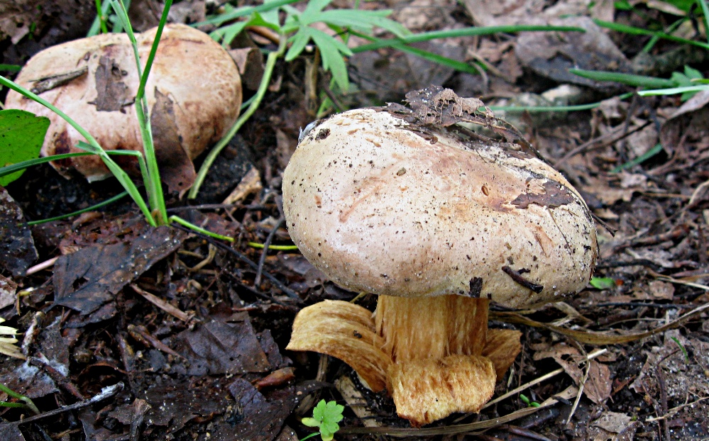 Свинушка тонкая - Paxillus involutus