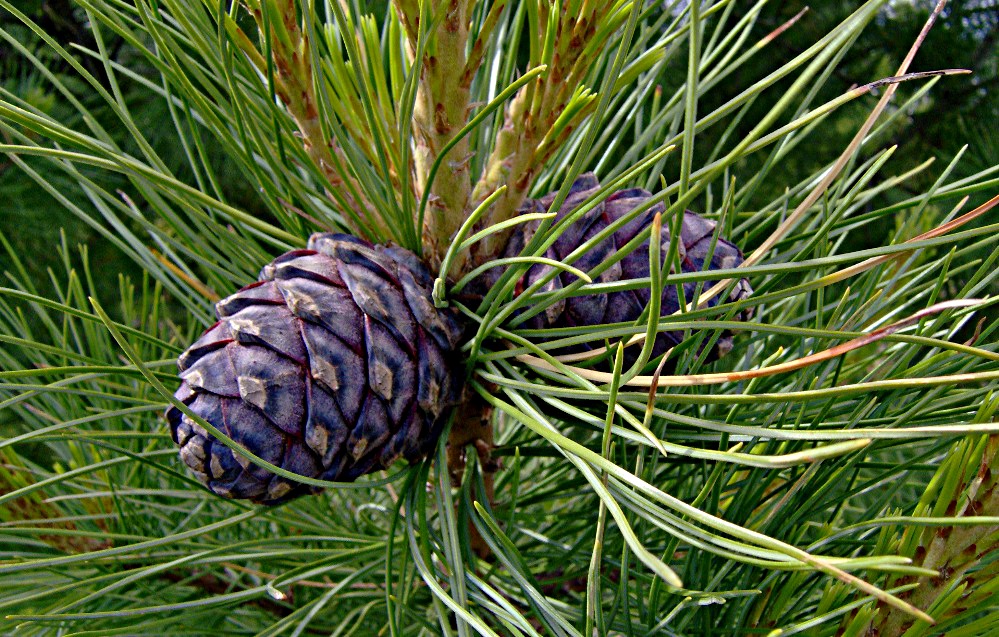 Шишки «кедровые» - Pinus sibirica Du Tour