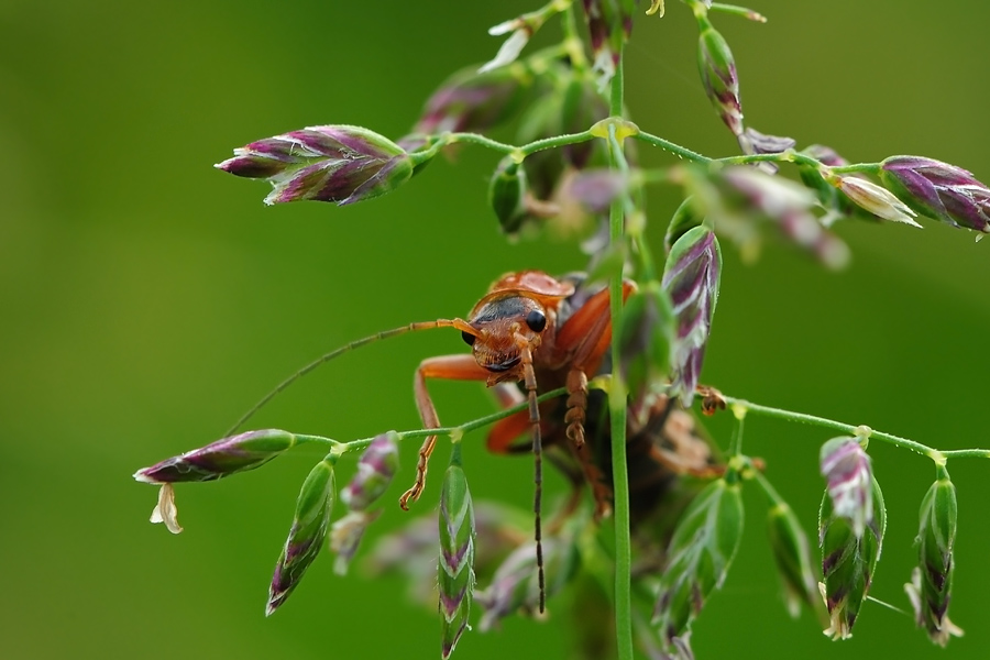 Мягкотелка бурая Cantharis fusca