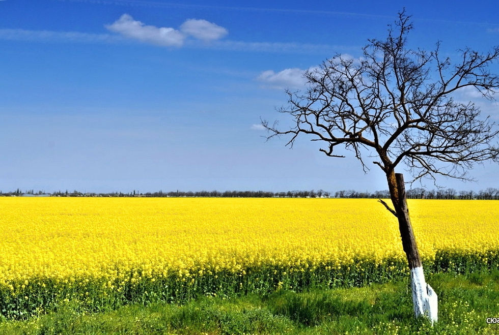 Украинский мотив