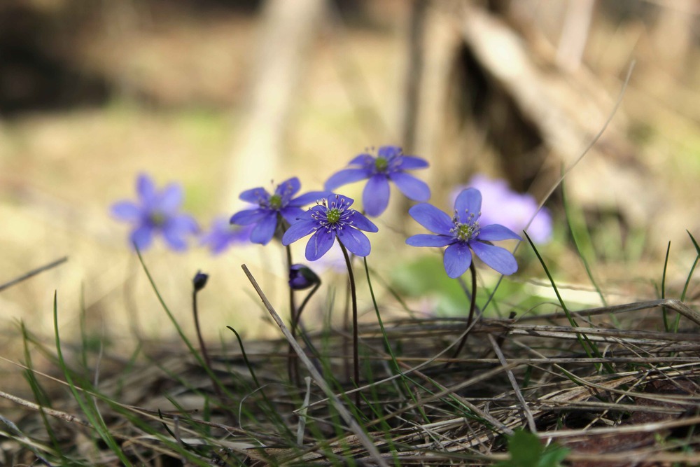 Голубая перелеска (Hepatica nobilis)