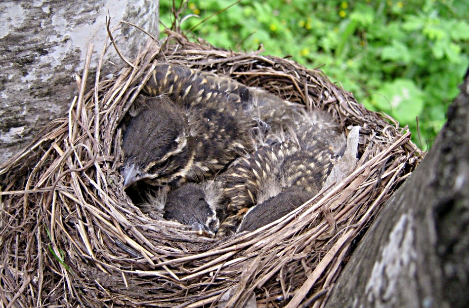 Дроздята - Turdus iliacus