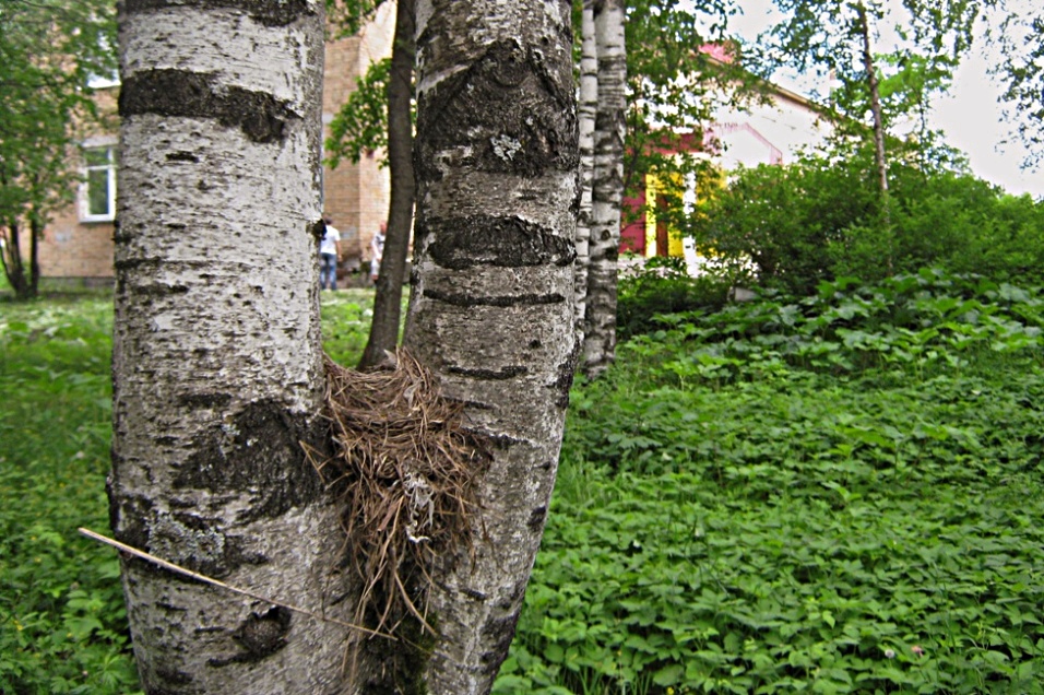 Гнездо белобровиков - Turdus iliacus