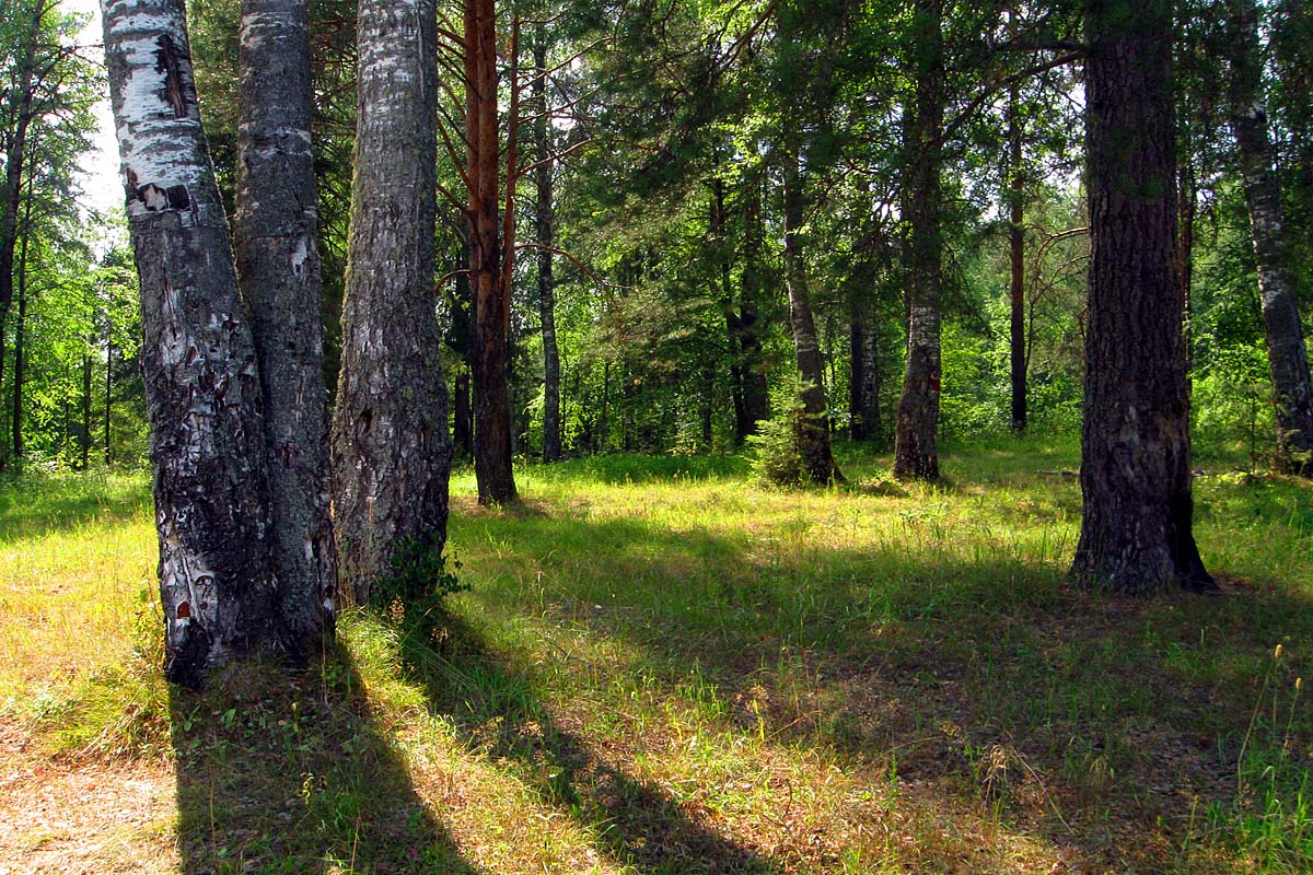 В солнечном лесу