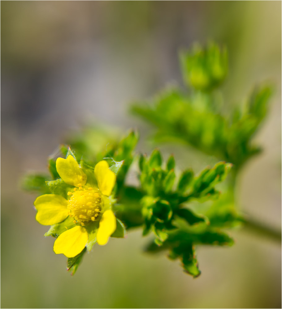 Potentilla supina