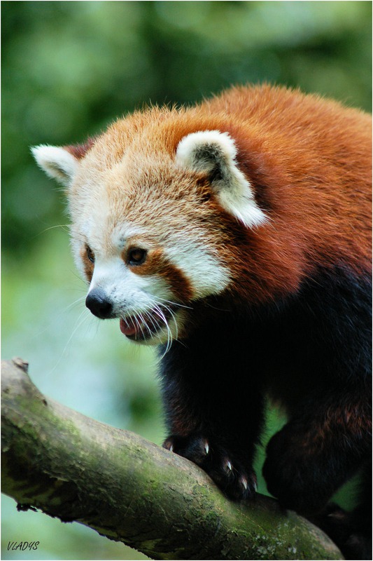 Red Panda