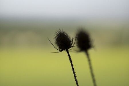 В дебрях травы