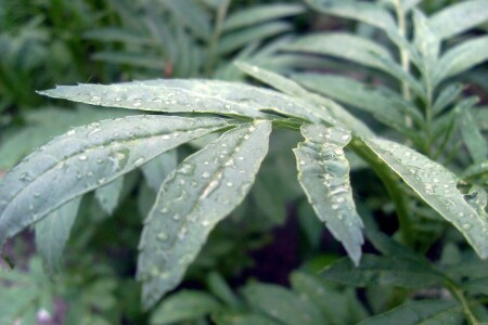 зелень после дождя