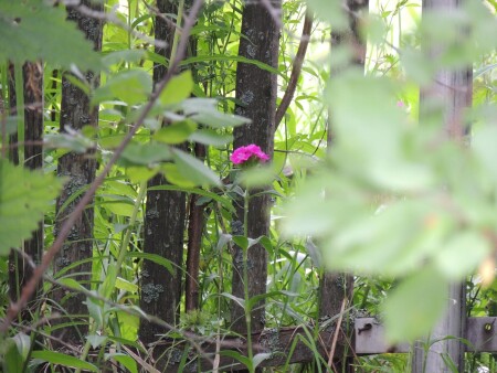 Возле забора