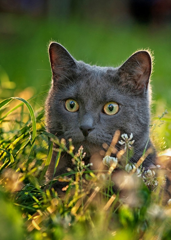 Hunter