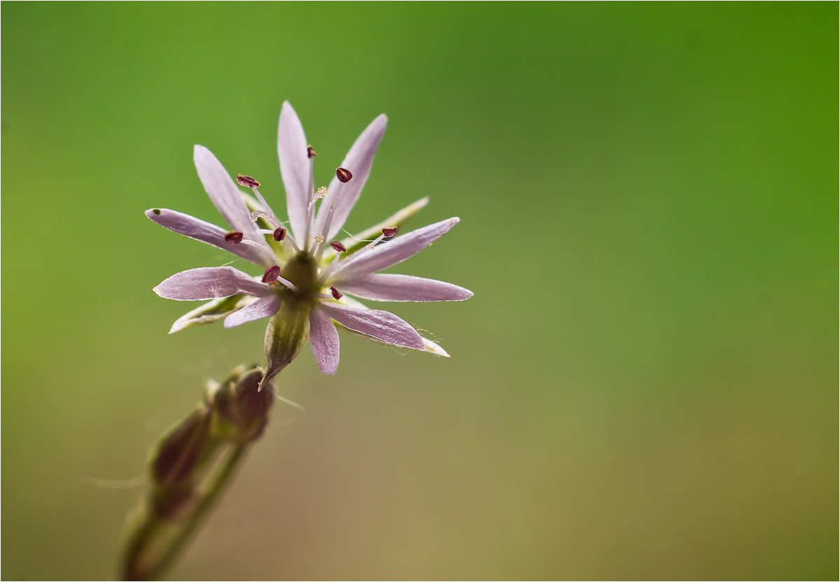 Stellaria graminea