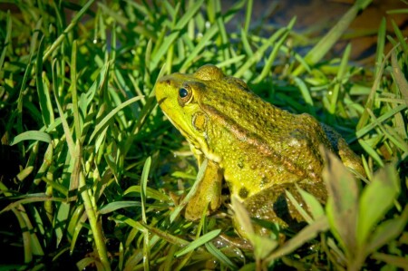 царевна лягушка