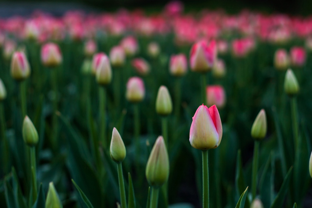 pink tulips at twilight