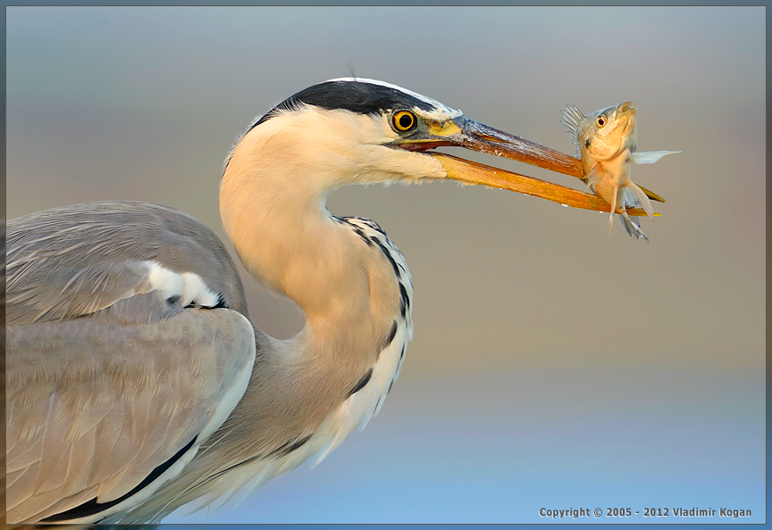 Grey Heron: Портрет цапли с рыбкой