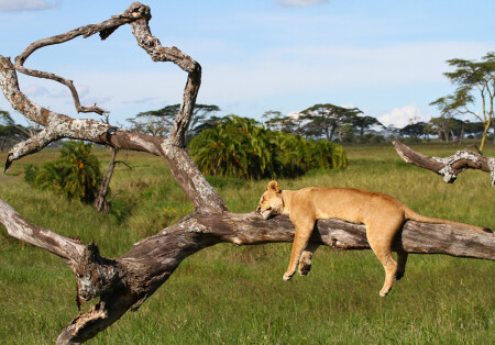 После сытного обеда...
