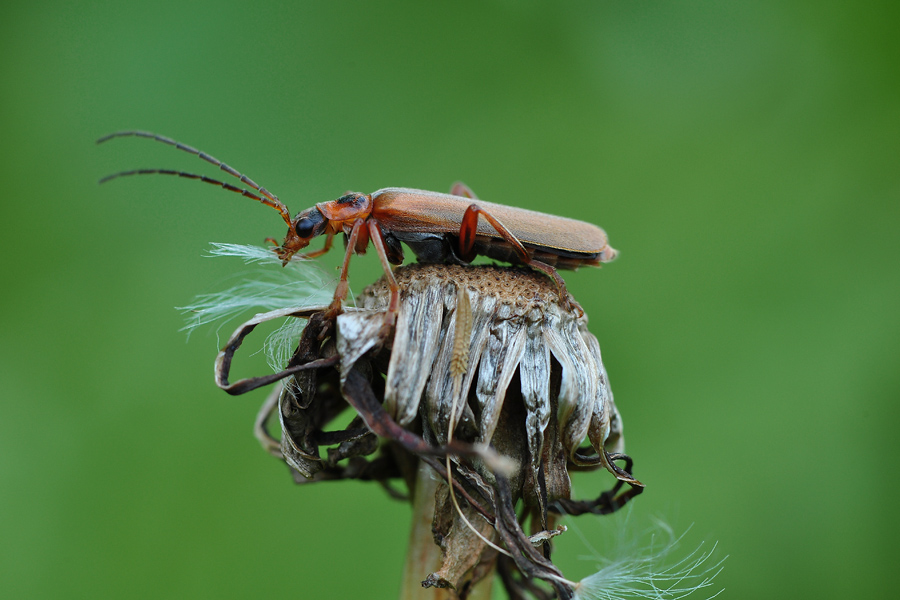 Мягкотелка цветочная (рыжая) Cantharis livida