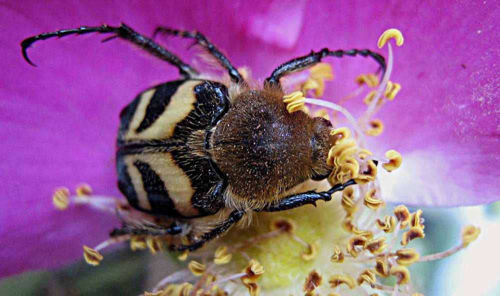 Восковик перевязанный - Trichius fasciatus