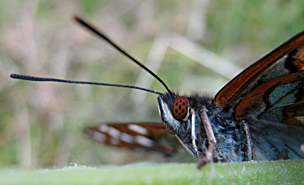 Булавоусые мы... (Limenitis populi)