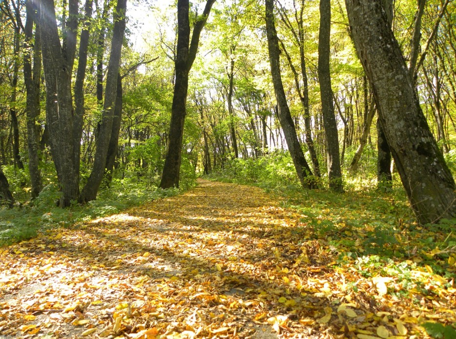 Осенний парк.