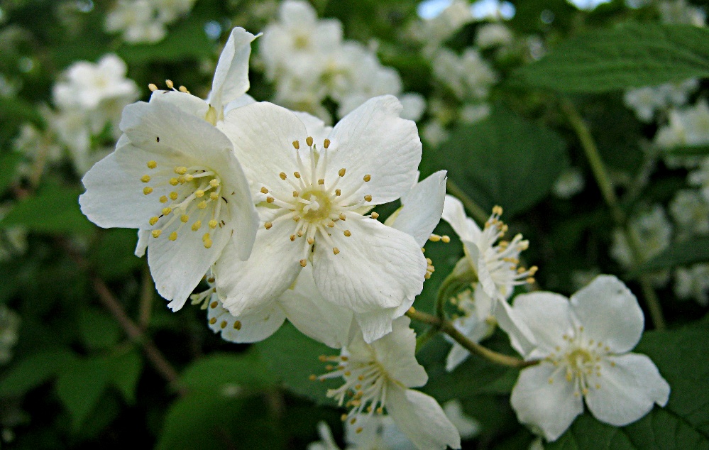 Жасмин, или чубушник венечный - Philadelphus coronarius