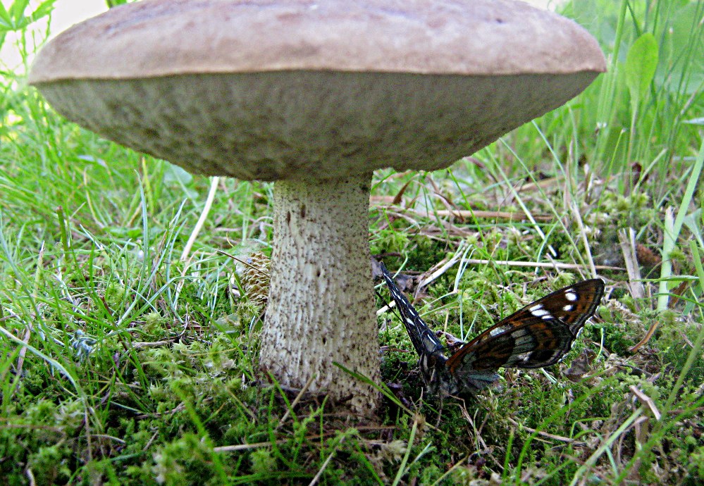 Под зонтиком ( Leccinum scabrum и Limenitis populi )