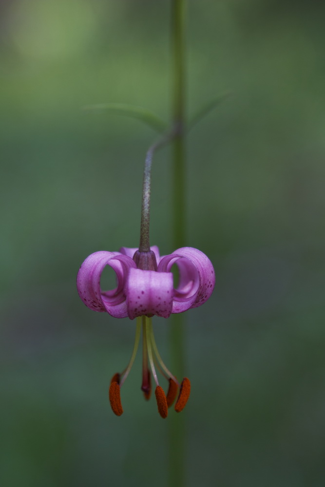 Lilium martagona