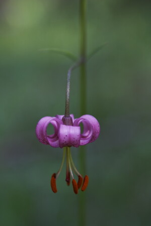 Lilium martagona