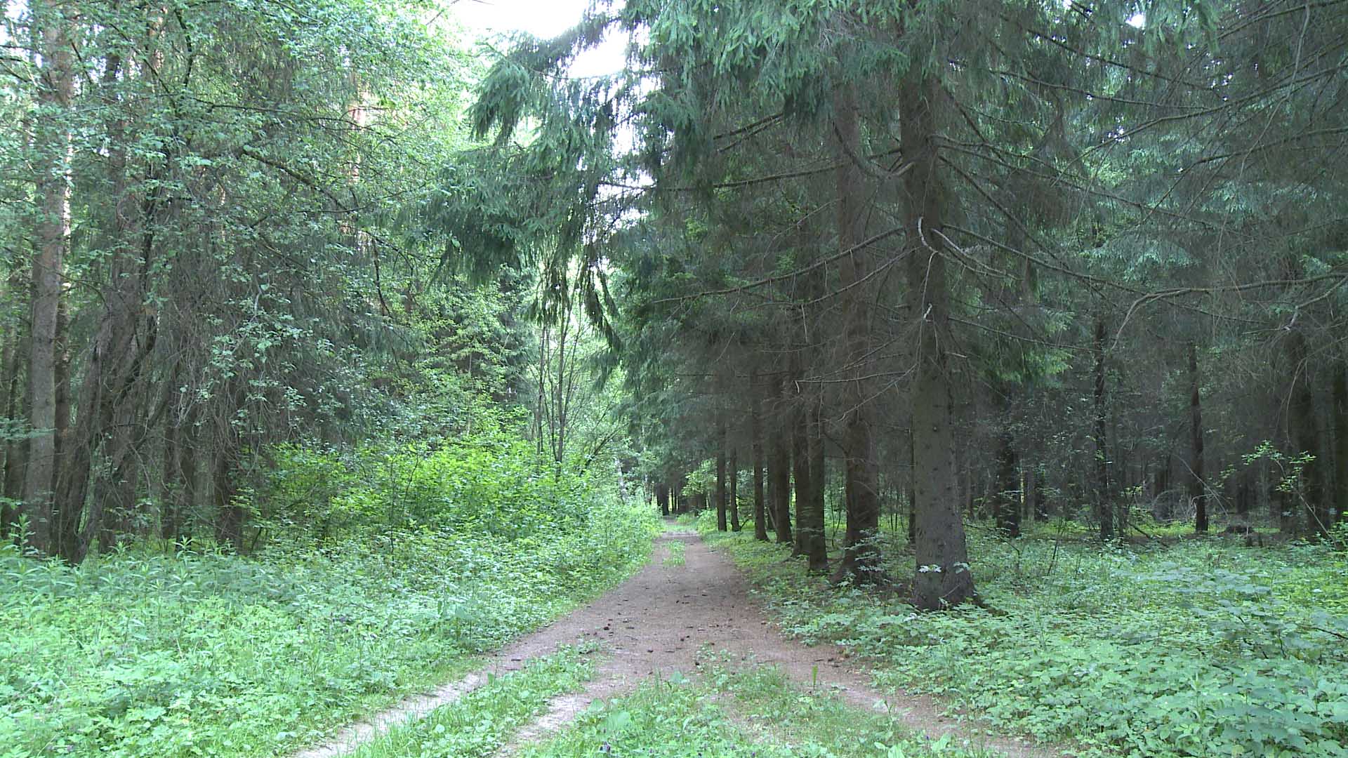 Forest_02