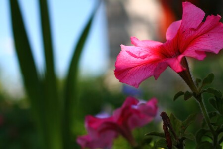 Цветы - радость нашей жизни