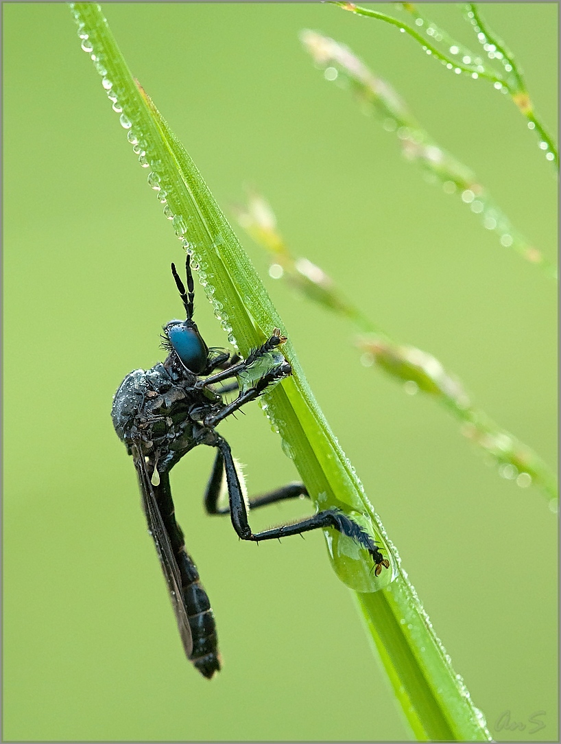 Утреннее (Ктырь - Dioctria atricapilla)