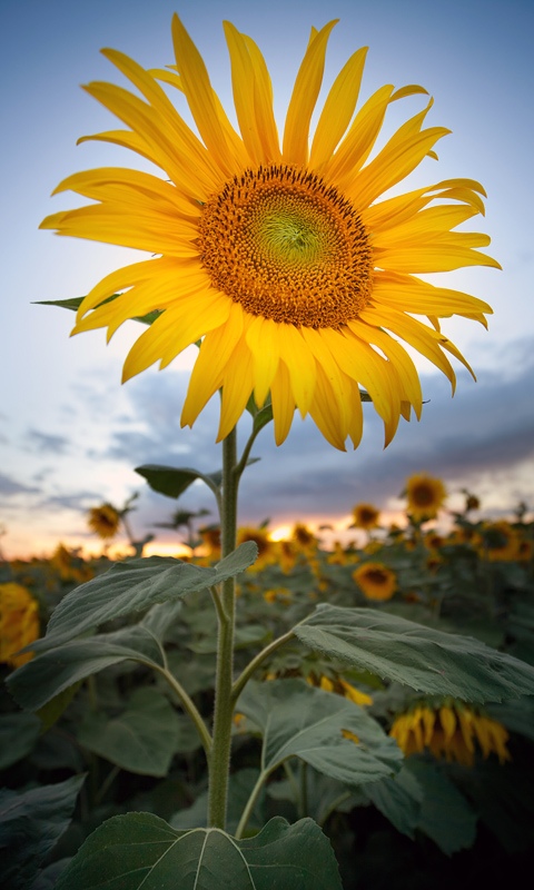 Sunflower