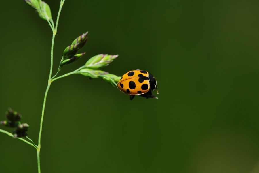 Коровка приметная Ceratomegilla notata