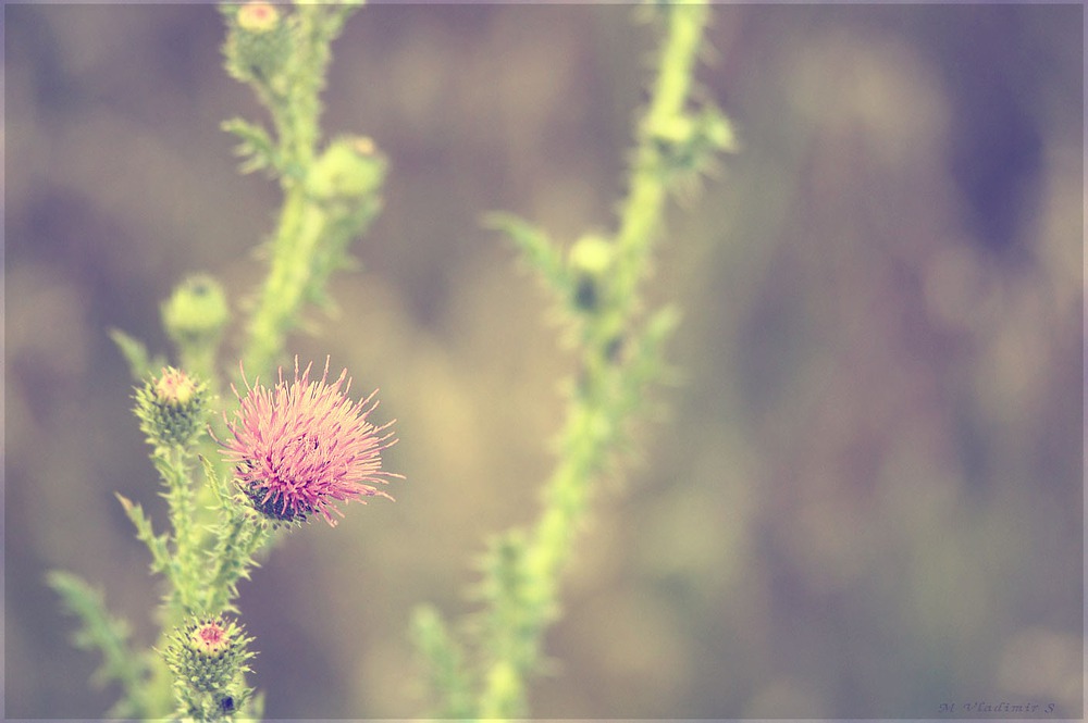 prickle field