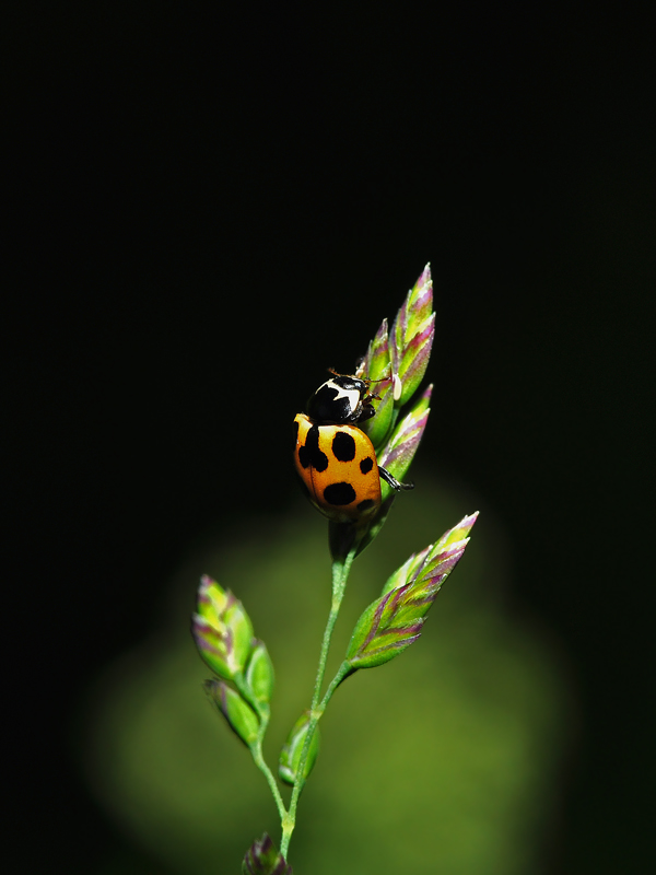 Коровка приметная Ceratomegilla notata