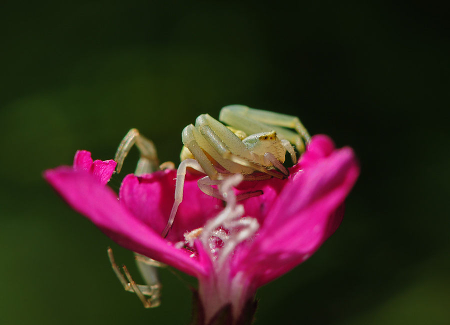 Мизумена косолапая Misumena vatia