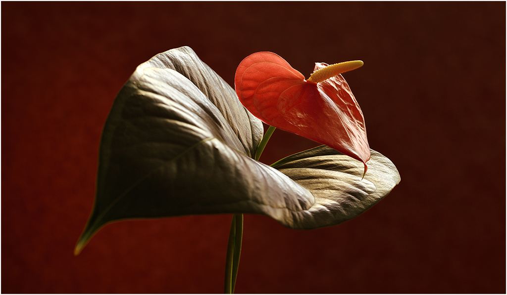 Anthurium