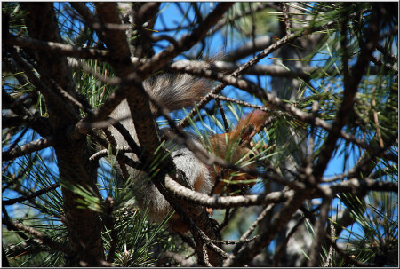 Застенчивость [29311]