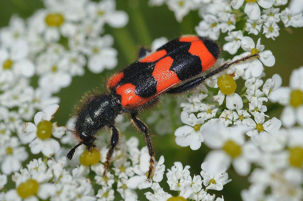 Trichodes apiarius