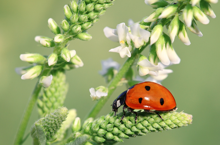 Ladybug