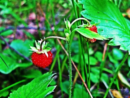 Wood wild strawberry