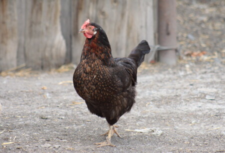 сельский trip