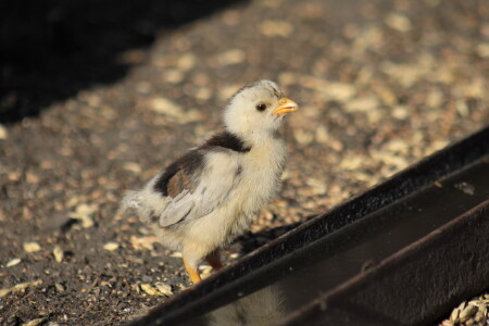 сельский trip_1