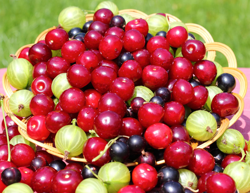 Garden ripe berries