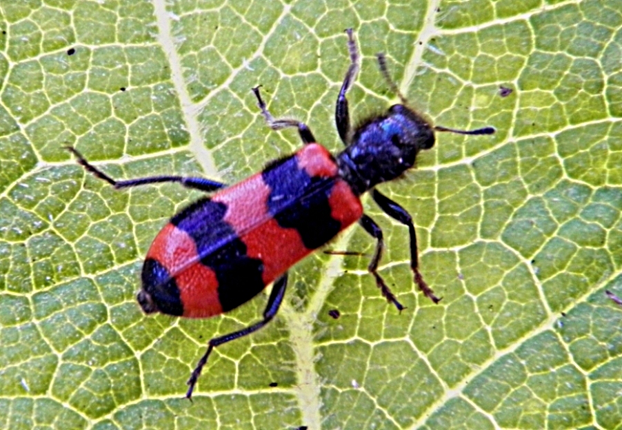 Пестряк пчелиный – Trichodes apiarius