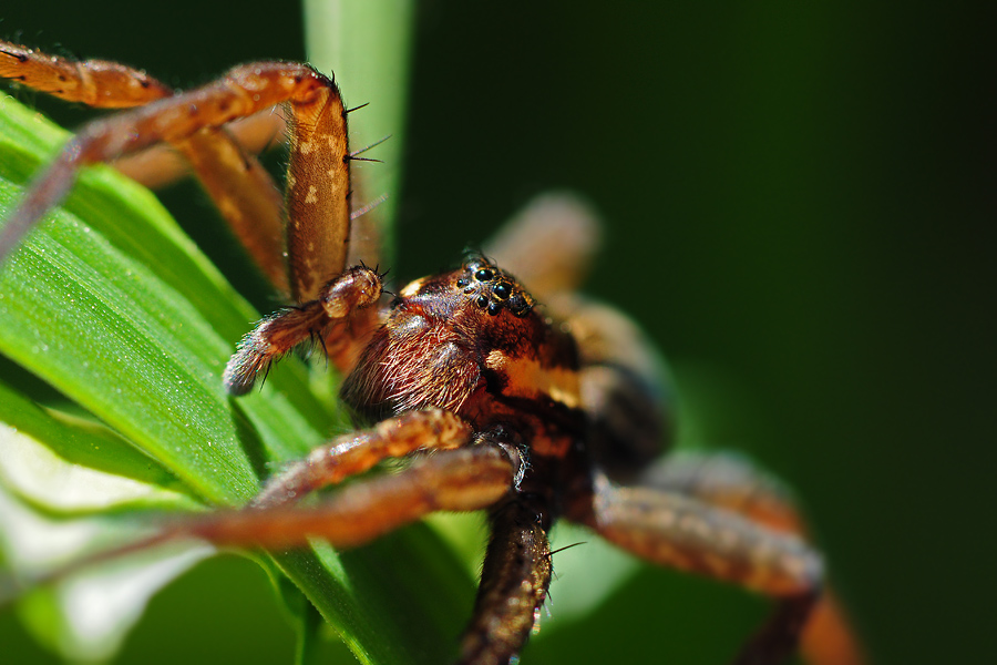 Охотник каёмчатый Dolomedes fimbriatus